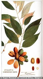 Image result for Staudtia