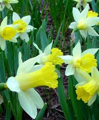 Early Mini Narcissus Topolino 8 To 10 April Bulb Flowers Flower Garden Pictures Narcissus Flower