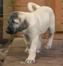 Informiere dich über neue kangal welpen kaufen. Kangal Kangalwelpen Welpe N Zuhause Gefunden Herdenschutzhund Service E V Happy Ends Archiv Von Zergportal De