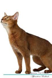 Buy and sell on gumtree australia today! Abyssinian Cat Affirmations Workbook Abyssinian Cat Presents Live Positivity Book Buy Now At Mighty Ape Nz