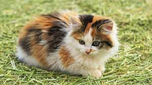 Kucing jantan 3 warna itu jarang karena biasanya dia tidak akan bisa bertahan hidup dalam jangka waktu yang lama setelah. Mengapa Kucing Jantan Belang Tiga Sangat Sulit Ditemukan Ini Penjelasannya Tribun Manado