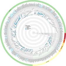 Image result for Pseudobersama