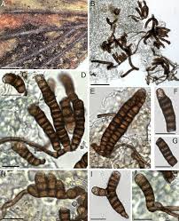 View all a pest in the house lists. Taxonomic Monograph Of The Genus Taeniolella S Lat Ascomycota Abstract Europe Pmc