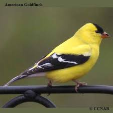 North America Bird Identifier By Picture Pin By Janet Lyons On Misc Goldfinch Finches Bird Backyard Birds