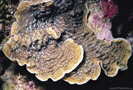 Image result for Coelorachis lepidura