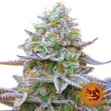 Gorilla Zkittlez Strain Information Cannaconnection Com