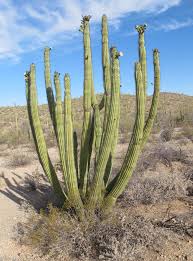 En el desierto crecen numerosas especies de cactus, como el saguaro, cuya flor es la flor estatal, las chumberas y la yuca. Usa Arizona Desierto De Sonora World Raider Extreme Travel Adventure