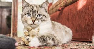 Itulah dia 6 cara mengobati bau mulut pada kucing yang bisa kamu terapkan di rumah. Cara Hilangkan Bau Hancing Kucing Zaza Iman Lifestyle Blogger