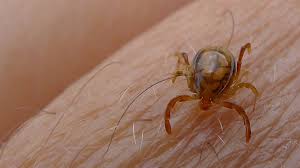 Neurological involvement in lyme disease has been reported to include meningitis, cranial neuropathy and radiculoneuritis. Is De Ziekte Van Lyme Te Genezen Rovince