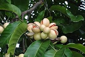 Image result for Aphanamixis