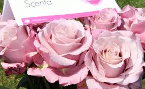 Uhuru Flowers Scented Roses For The Wedding Season Rose Care Rose Flowers