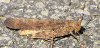 Check spelling or type a new query. Bug Identification Guide To Common Insects With Photos Owlcation