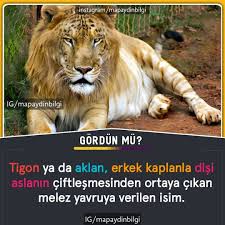 1 850 Begenme 15 Yorum Instagram Da Merakli Birisi Mapaydinbilgi0 Kaynak Https Tr M Wikipedia Org Wiki Tigon In 2020 Male Lion Female Lion Female Tiger