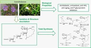 Image result for Ipomoea intrapilosa