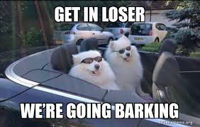 Paying supporters also get unlimited streaming via the free bandcamp app. Get In Loser Meme Dog