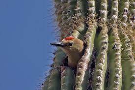 De gilaspecht is een veel voorkomende specht in de sonoran desert. Gilaspecht Foto Bild Natur Tiere Wildlife Bilder Auf Fotocommunity