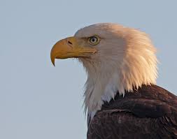 De vogel heeft in tegenstelling tot de afrikaanse zeearend een snavel die helemaal geel is. Amerikaanse Zeearend Bald Eagle Birdimage