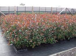 Photinia photinias have become very popular in australian backyards because of their bright red fancy foliage and their highly effective hedging qualities. Buy Photinia Hedging Photinia Plants Red Robin Photinia Hopes Grove