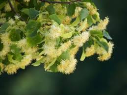 Fragrant yellow flowers in early summer. Linden Tree Problems Learn About Common Linden Tree Diseases