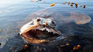 10 Most Dangerous Ocean Creatures In The World In 2020 Ocean Creatures Animals Dangerous Animals