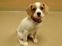 Elsa Saw Her Pic On Wisn12 Up For Adoption At Wi Humane Society She Is Precious Baby Dogs Pets Marley And Me
