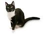 Behavior & Personality Traits of the American Shorthair ...