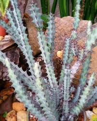 The austin cactus & succulent society promotes the interest, study, propagation, conservation, and public awareness of cacti and other succulents. Euphorbia Greenwayii Euphorbia Cacti And Succulents Plants