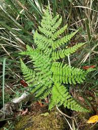 Image result for Nothoperanema squamiseta