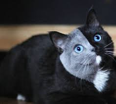 Cift Yuzlu Kedi Narnia