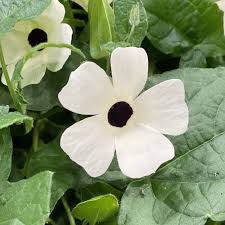 Image result for Thunbergia pynaertii