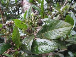 Image result for Pavetta uniflora