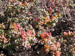 Image result for Suaeda vermiculata