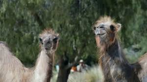 The teen also revealed to the post his own connection to september 11, noting his mother had done a tour of manhattan weeks before the tragedy and that his father, then an audio engineer. Geico Tv Commercial Camels It S What You Do Ispot Tv
