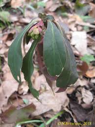 Image result for Erythrococca kirkii