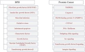 Keep in mind that … Mechanistic Targets For Bph And Prostate Cancer A Review