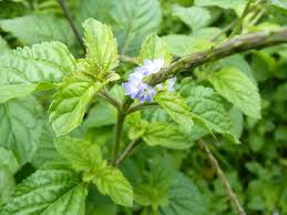 Image result for Stachytarpheta