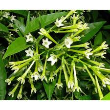Image result for Cestrum nocturnum