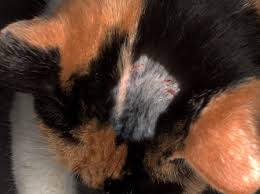Do you pet is having scabs on cat. Scabs At Neck Around Ears Hair Loss Thecatsite