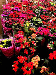 Kalanchoes Como Cuidar Flores Arvores Floridas Dicas De Jardinagem Orquideas