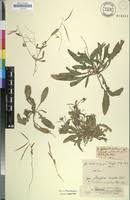 Image result for Erucastrum arabicum