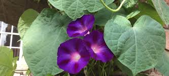 Image result for Ipomoea lapathifolia