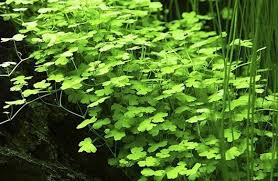 Image result for Hydrocotyle