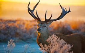 Maybe you would like to learn more about one of these? Wild Animals Wallpapers Hd Airwallpaper Com
