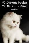 Persian or Farsi Names for Cats - Animal Wised