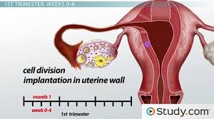 Fetal Development In The First Trimester Stages Timeline