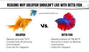 Some examples of fish to not put in with your betta in the community tank are: Can Betta Fish Live With Goldfish Betta Fish Care Articles
