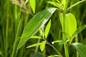 Image result for Sphenocleaceae