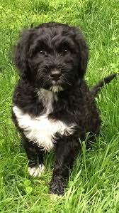 My Brand New Portuguese Water Dog Pup Almost 9 Weeks Old Https Ift Tt 2imbeqy Cute Puppies C Portuguese Water Dog Portuguese Water Dog Puppy Water Dog Breeds