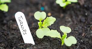 Plant throughout august for fall harvests. Growing Vegetables Into Fall And Winter Farmers Almanac