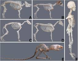 Small animal primary care zoological companion animals 2100 s. Frontiers Large Animal Models In Regenerative Medicine And Tissue Engineering To Do Or Not To Do Bioengineering And Biotechnology